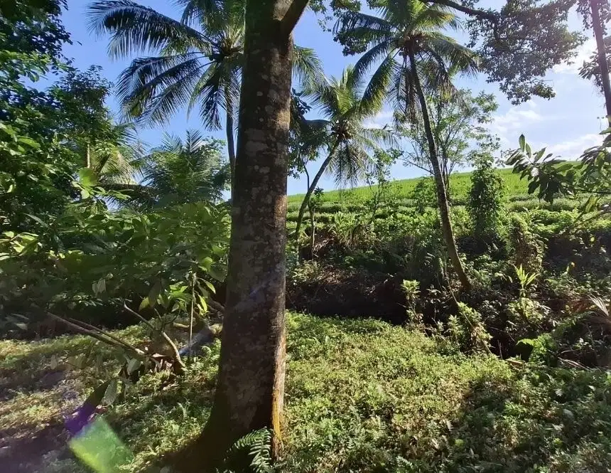 Dijual tanah view sawah dan laut di tabanan bali