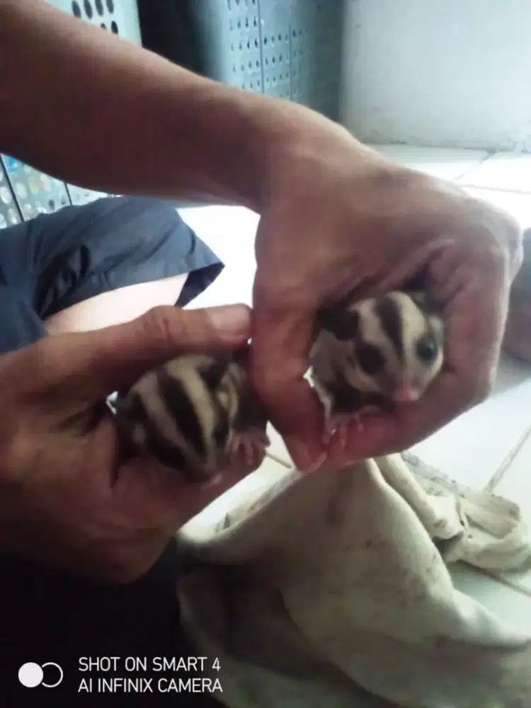 Sugar Glider Classic Grey 4 Ekor