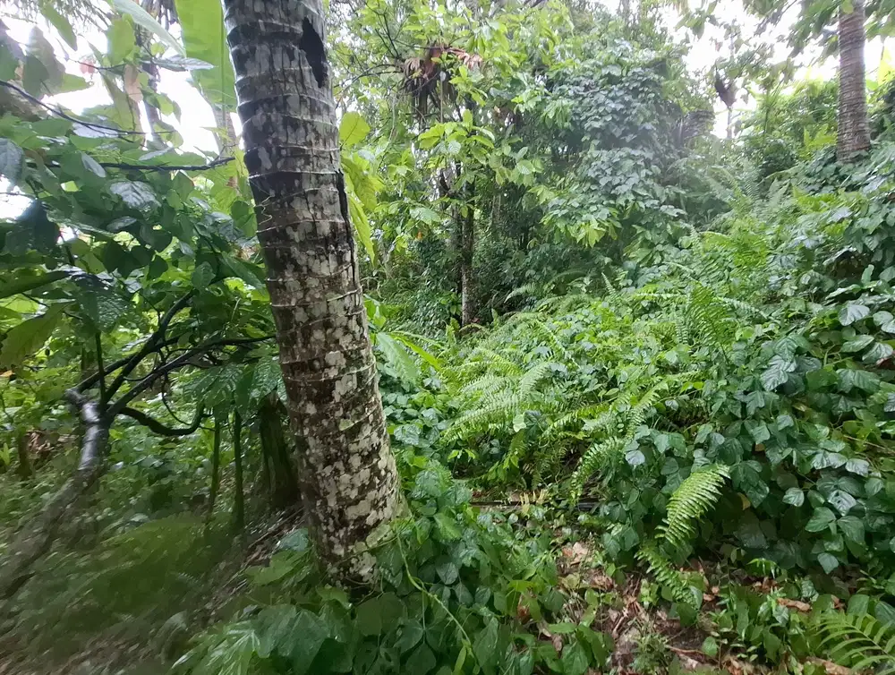 Dijual tanah dekat pantai surfing di medewi jembrana