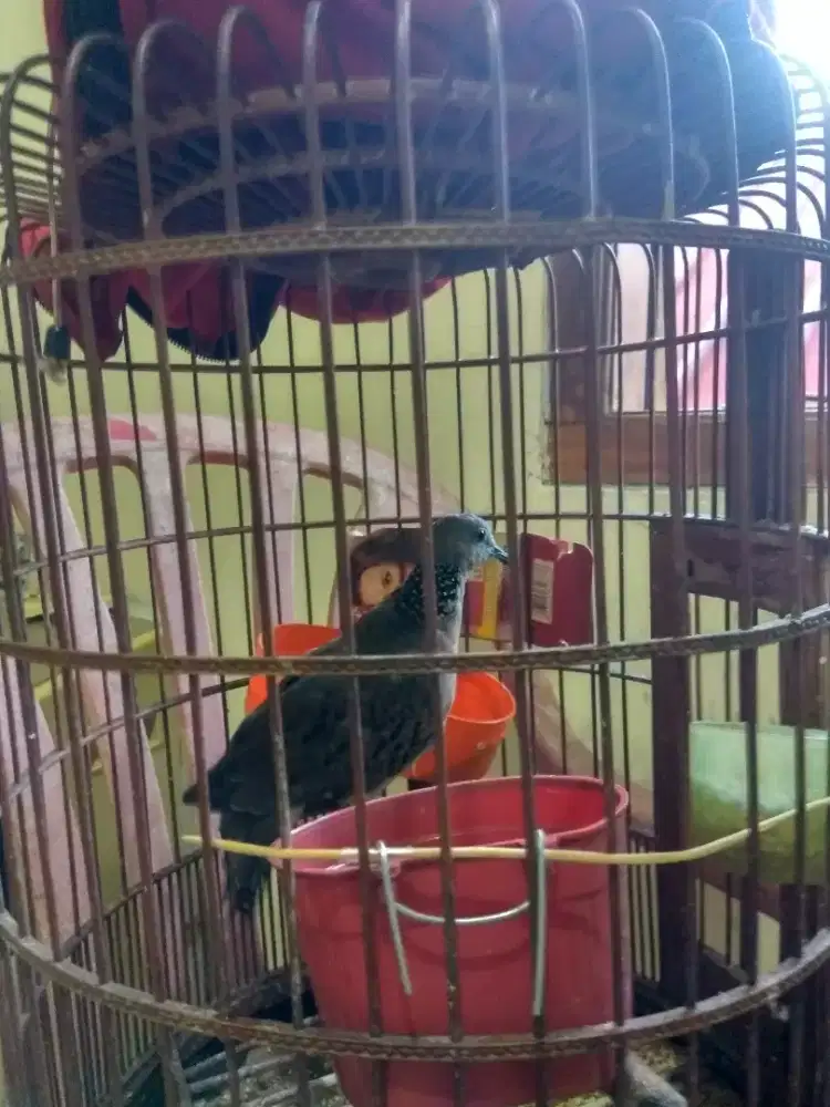 Burung Tekukur Tanpa Kuk