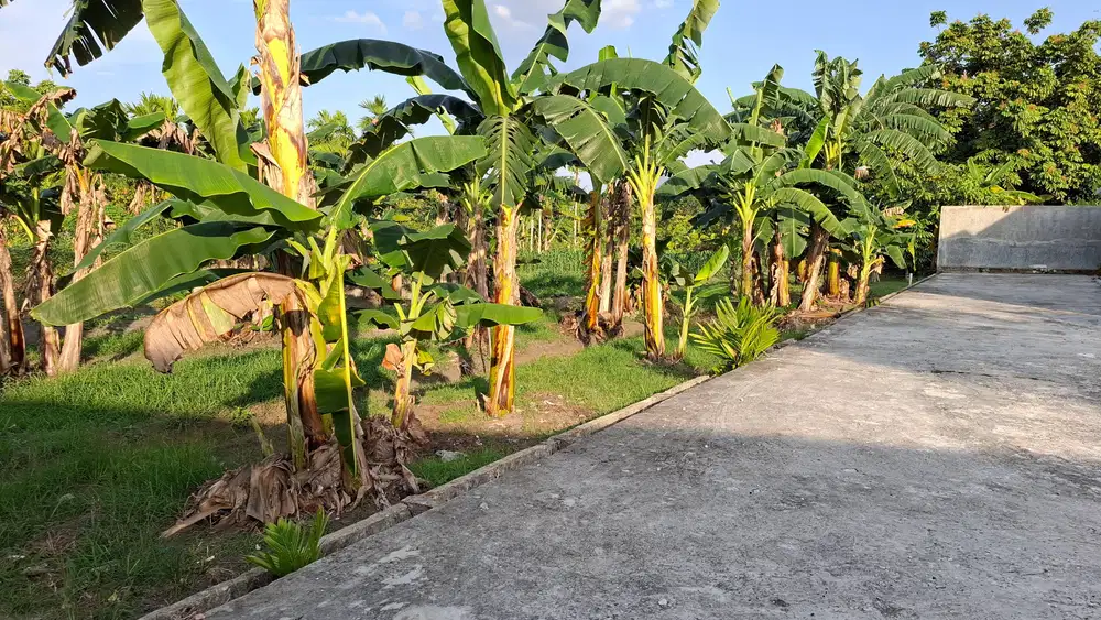 Tanah jl Utama simpang Tiga dekat ke kampus UIR