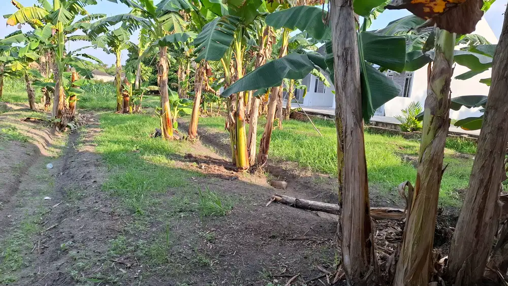 Tanah murah dekat Universitas Islam Riau Kota Pekanbaru
