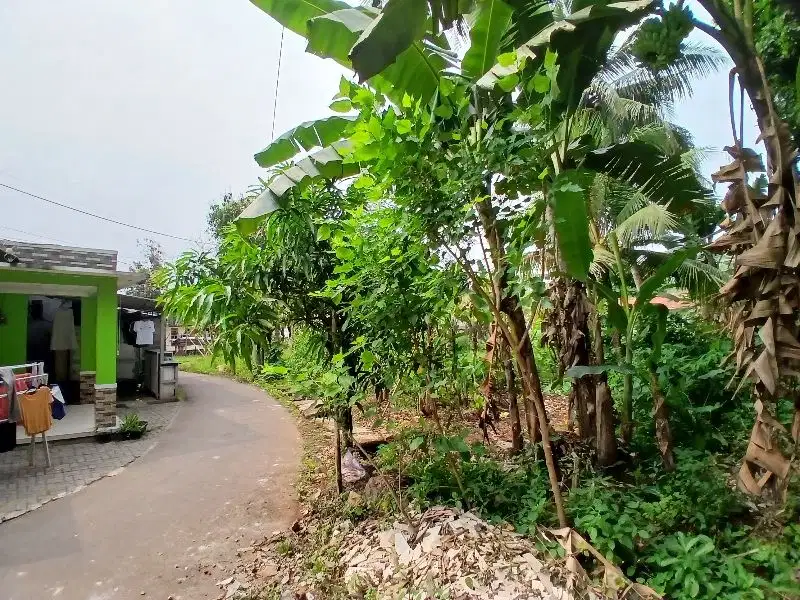 Tanah  Belakang Kelurahan Muncul