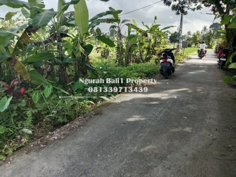 Over Kontrak Murah Tanah View Sawah Luas 500 m2 di Sayan Ubud