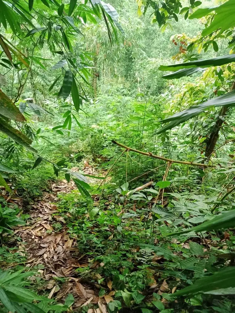 Tanah Lokasi Dekat Air Panas Belulang Penebel