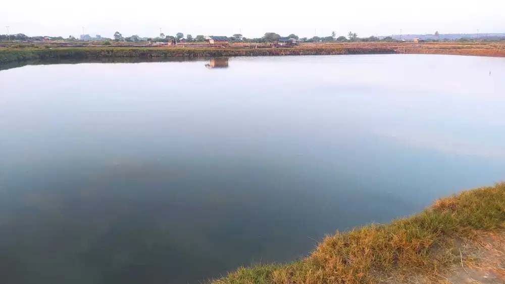 Tanah tambak 20 hektare area Pernang Buer Sumbawa NTB