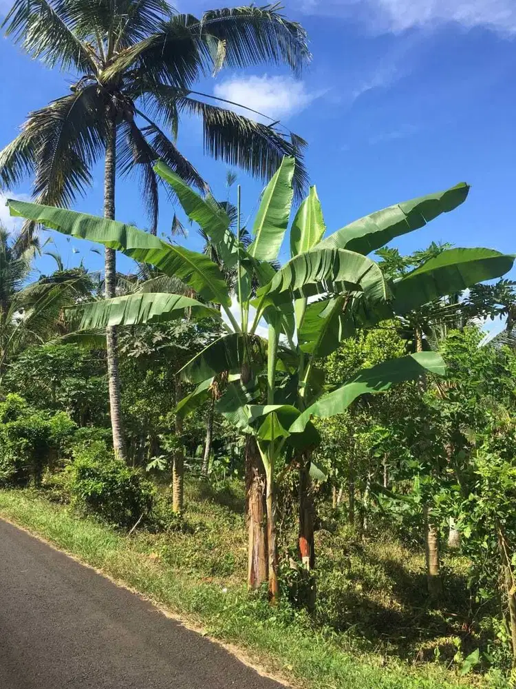 Dijual tanah kebun murah di tabanan