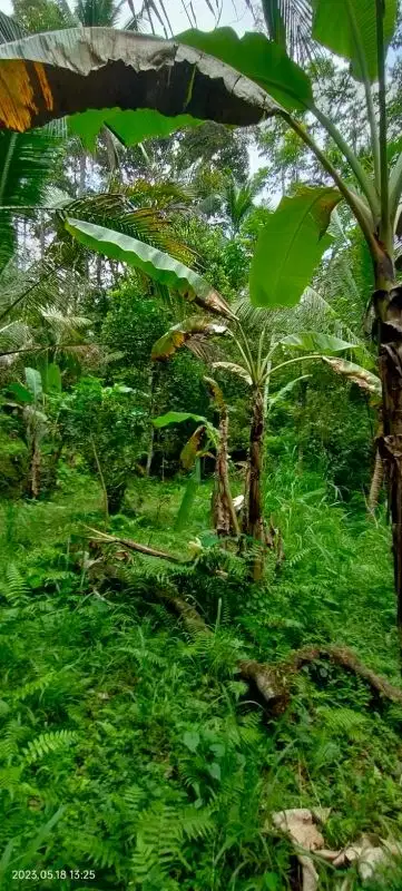 FOR SALE TANAH MURAH DI UBUD GIANYAR