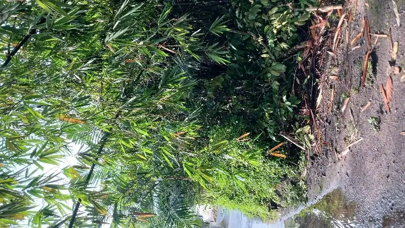 Tanah SHM Di Girikerto Turi ada air mengalir dekat FASUM