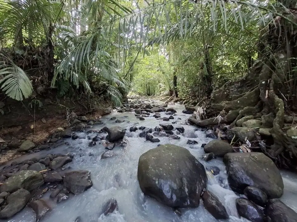 Dijual tanah kebun los sungai dan view sawah terasering