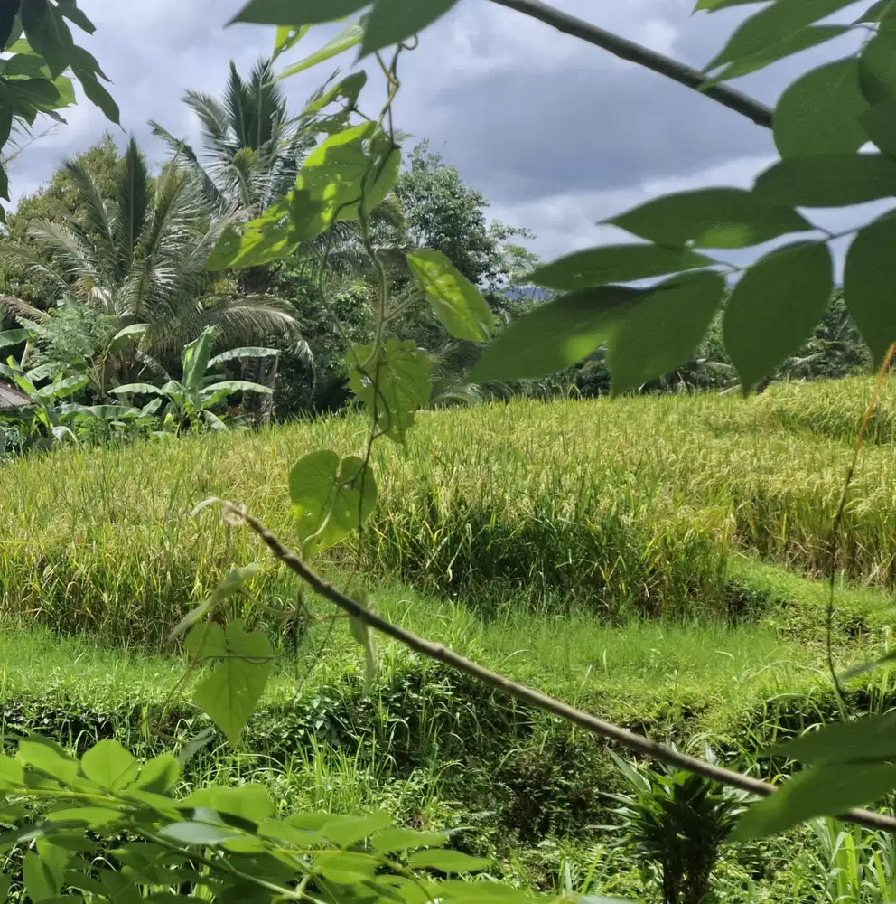 Dijual tanah kwbun view sawah murah