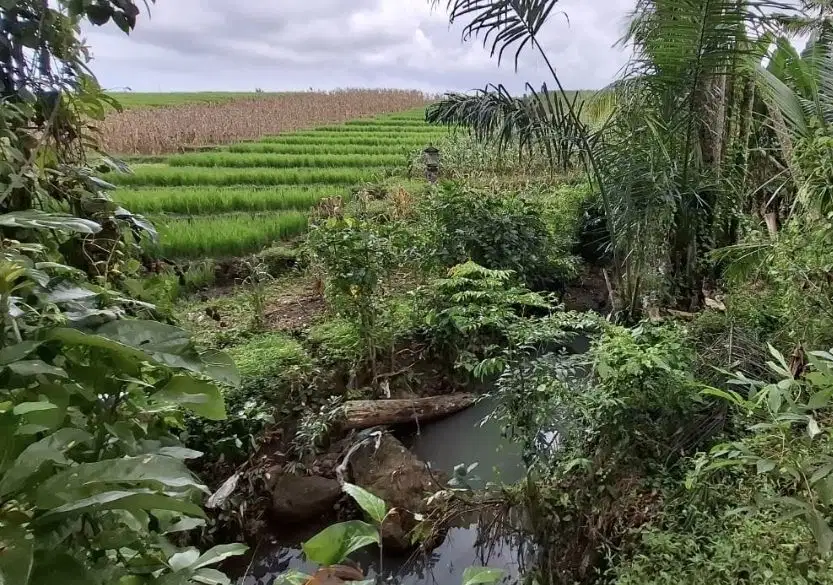 Tanah kebun view sawah dan los sungai dekat pantai