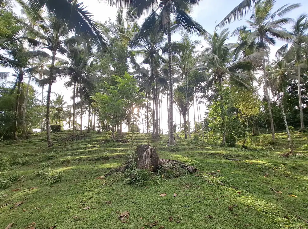 Dijual tanah kebun kelapa