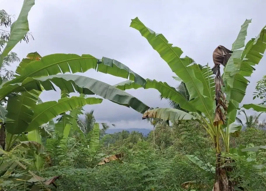 Dijual tanah kebun kopi dapat view laut dan lembah