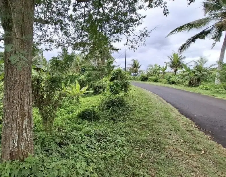 Tanah 6 are dekat pantai di selemadeg tabanan view sawah