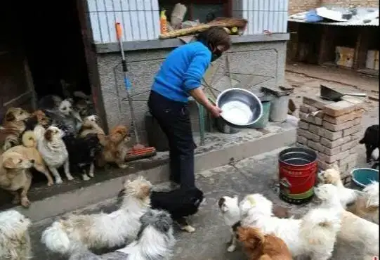 Dicari ART / KENNEL GIRL rawat anjing mixed - Tinggal Luar