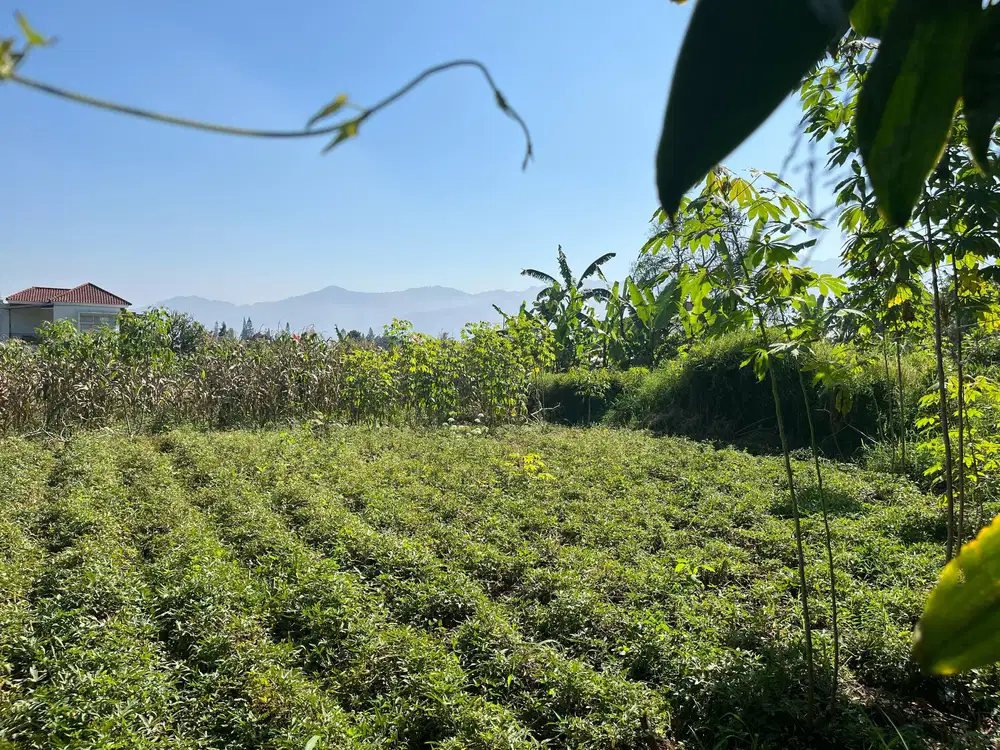 Tanah dijual luas 250m2 citeko cisarua puncak bogor