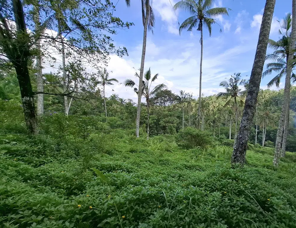 Dijual kebun murah di tabanan