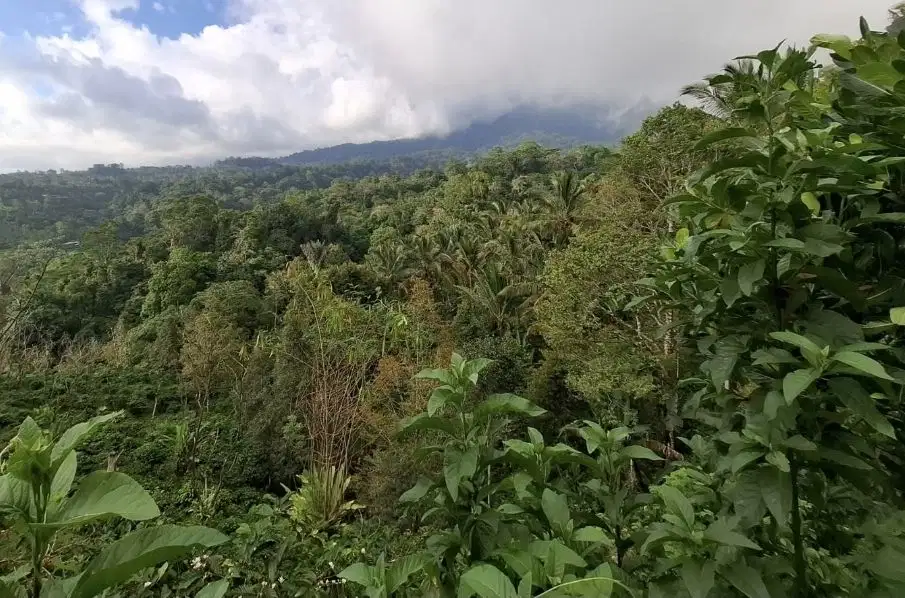 Kebun kopi los sungai dengan view gunung zona pariwisata