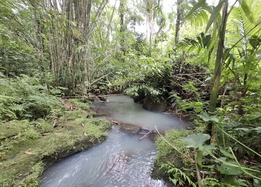 Dijual tanah kebun murah berisi pohon durian di tabanan