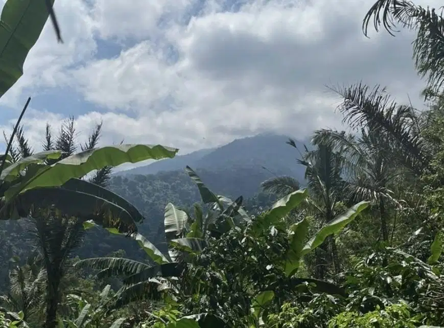 Dijual kebun kopi view gunung dan lembah