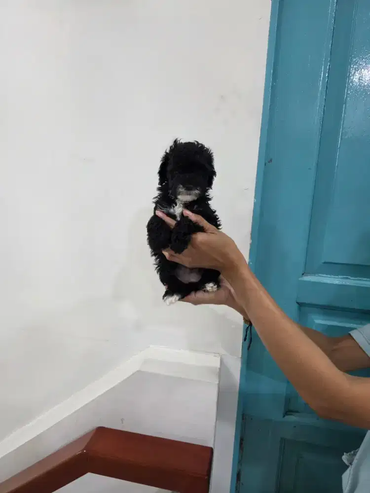 Poodle jantan hitam mismark