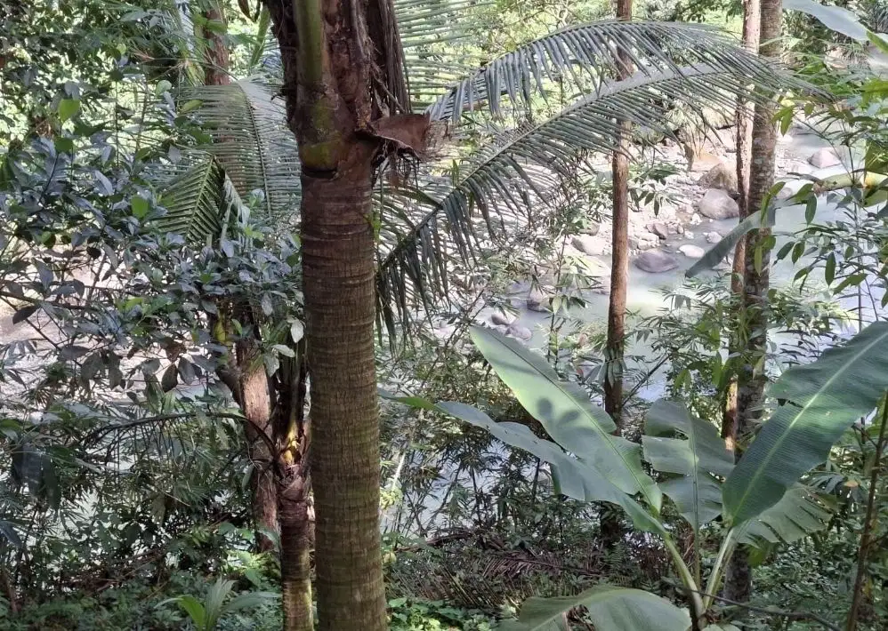 Dijual tanah kebun zona kuning los sungai berbatu