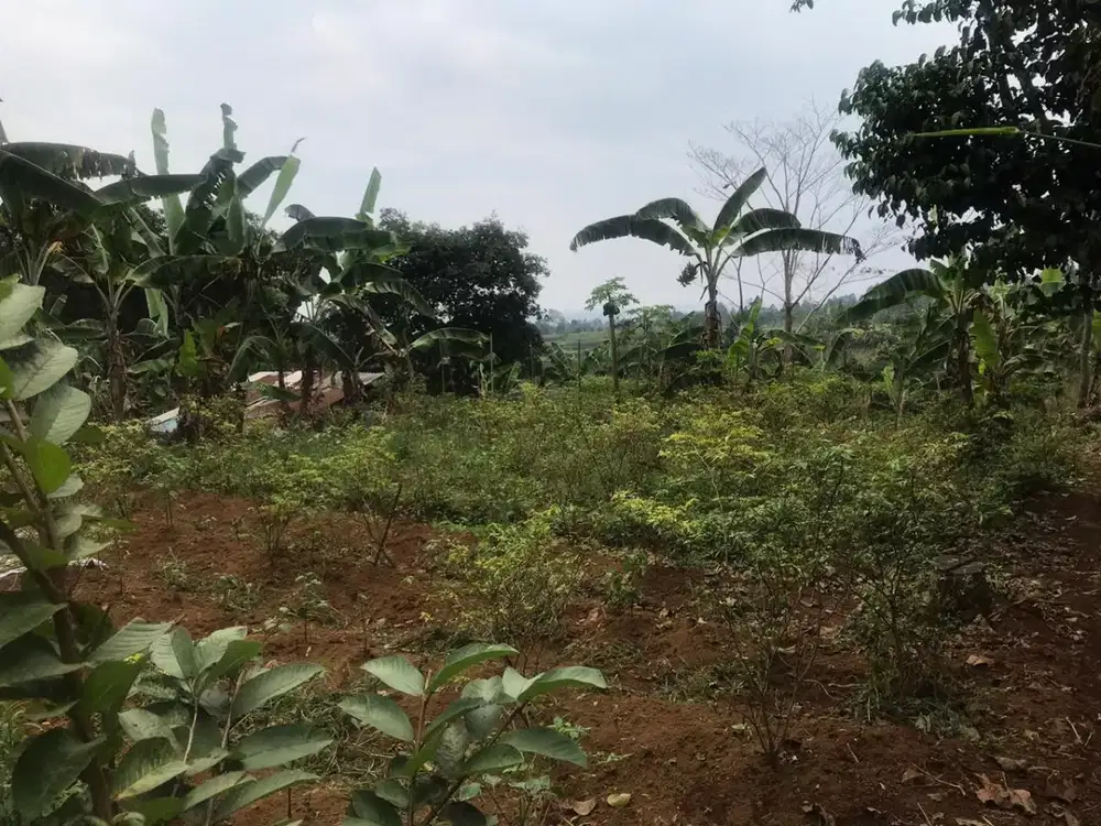 Tanah Pancawati Bogor Luas 2989 m2, Strategis Dekat Tempat Wisata