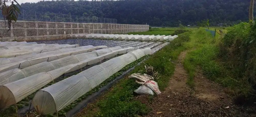 Lahan super langka saat ini los danau buyan PancAsari