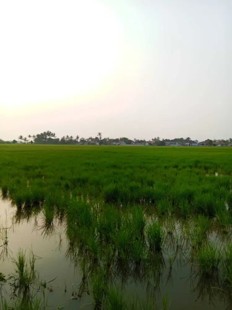 Dijual Tanah Sawah di Pakuhaji Tangerang