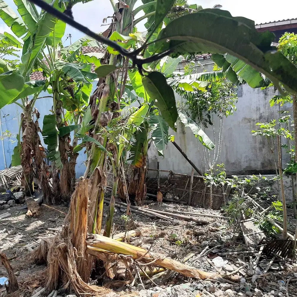 Tanah Besar Murah Area Condongcatur Dekat Gejayan Dan Pakuwon Mall