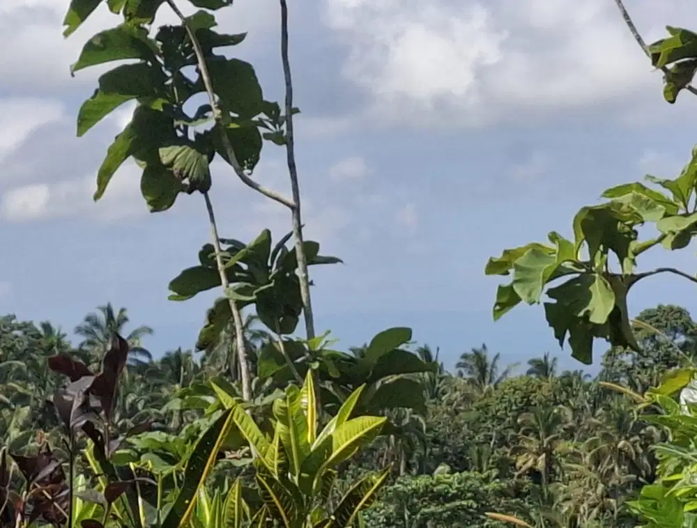 Dijual tanah murah di daerah pariwisata