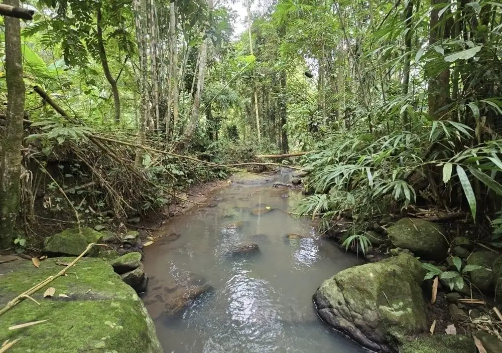 Dijual tanah kebun los sungai