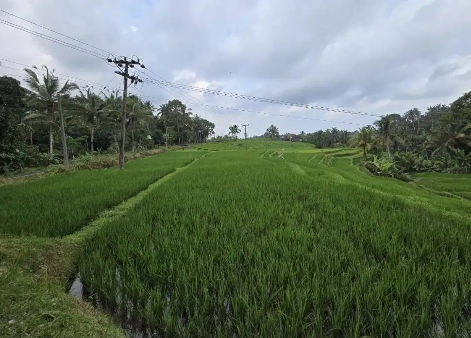 Dijual tanah kebun dan sawah view masih sangat indah