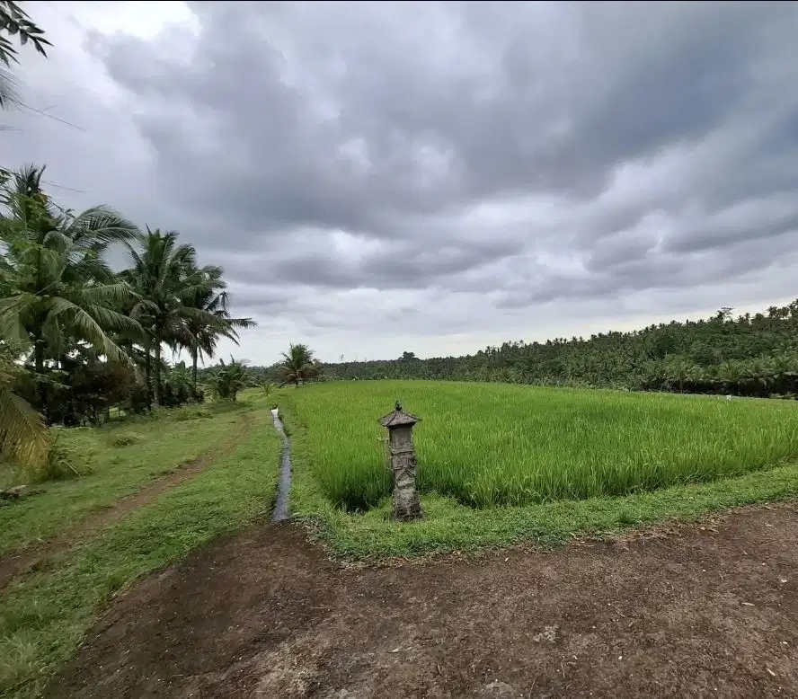 Dijual tanah kebun murah view sawah dan los sungai kecil di tabanan