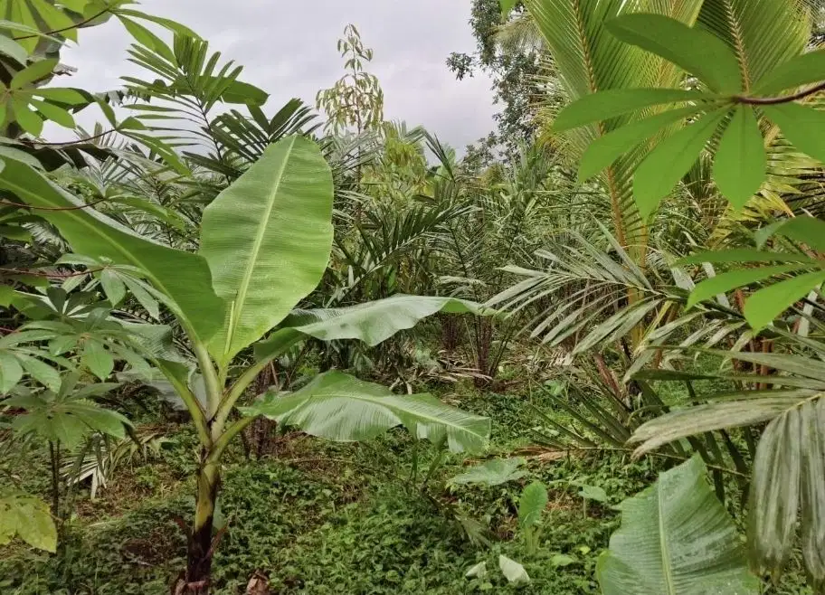 Kebun salak yang berada di kaki gunung watukau tabanan