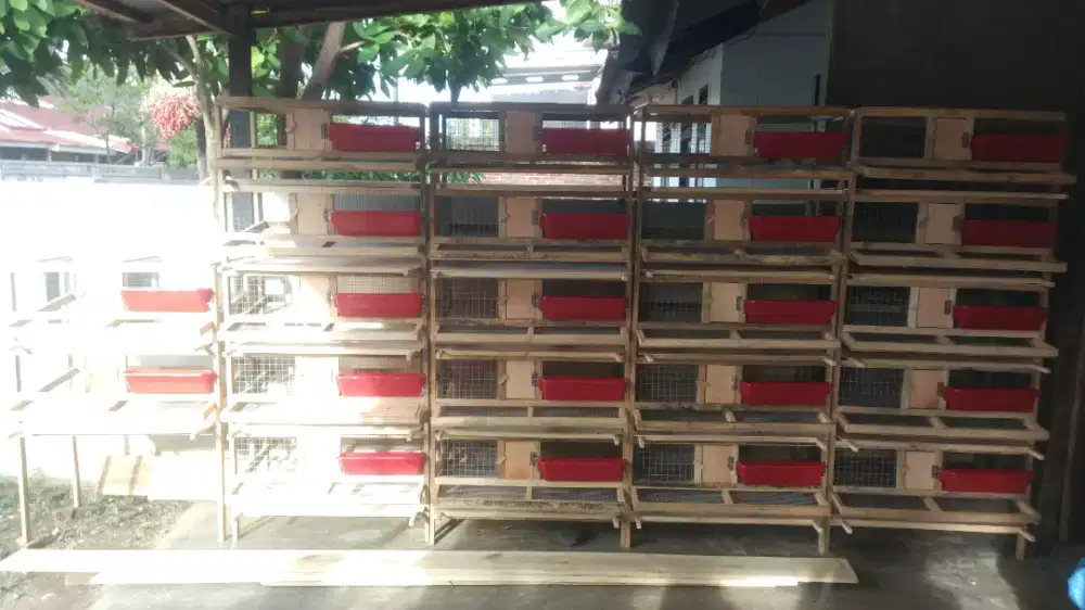 Kandang puyuh petelur