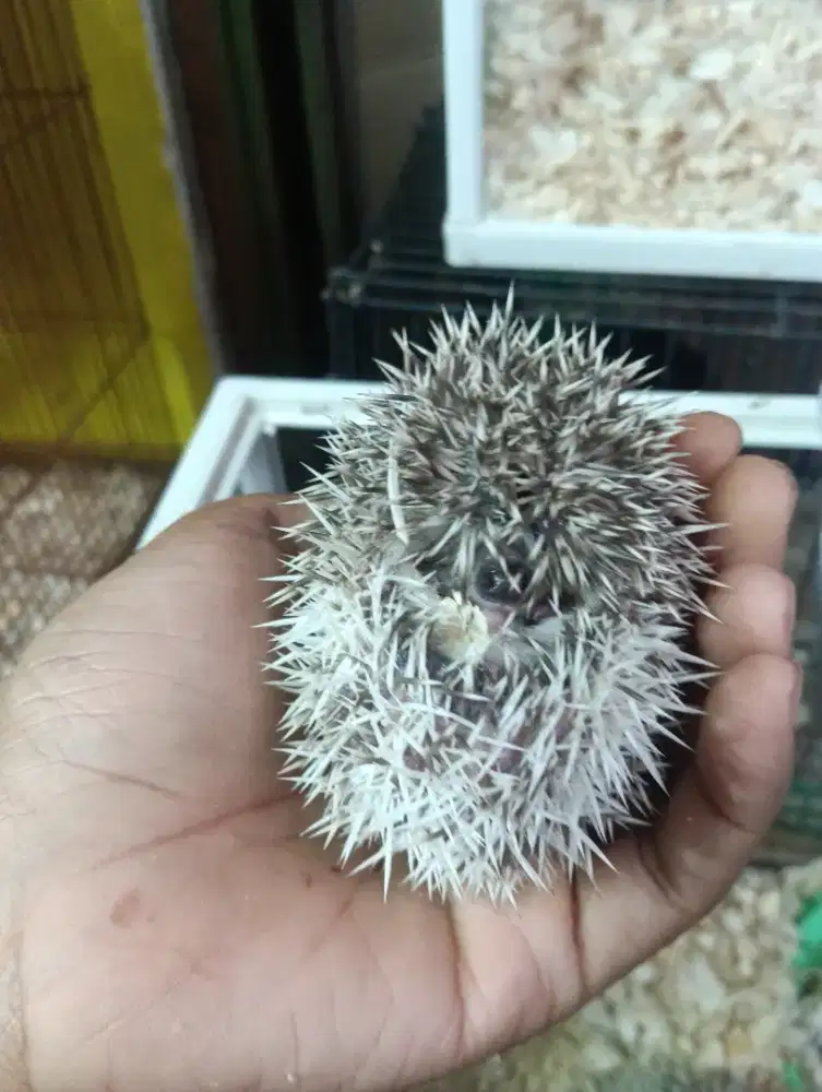 Landak mini gemoy semok