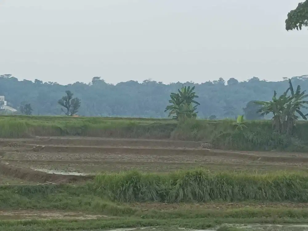 Tanah Murah Pinggir Jalan Raya Untuk Perumahan di Cariu Bogor