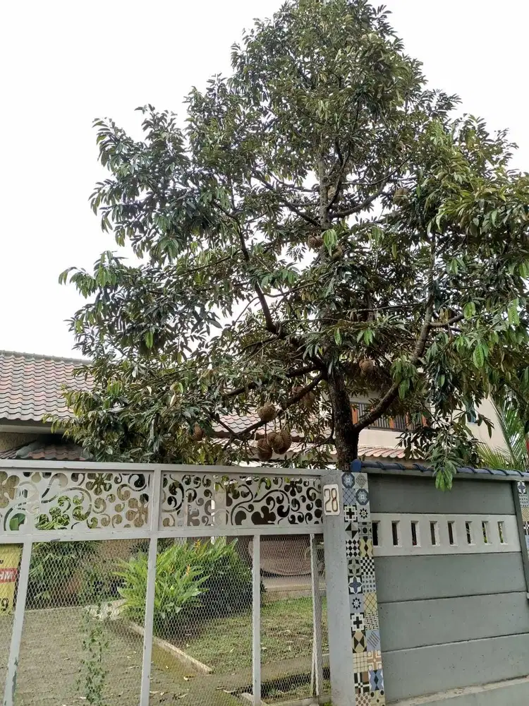 Di Jual Rumah Mewah dengan Luas Tanah 381 Tapos Leuwinanggung