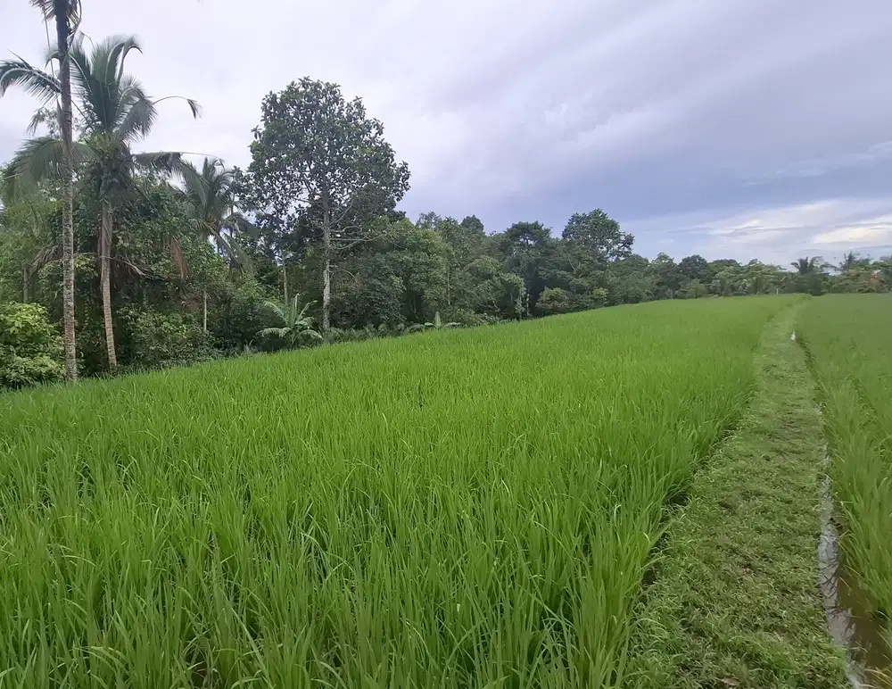 Dijual tanah sawah murah di selemadeg tabanan