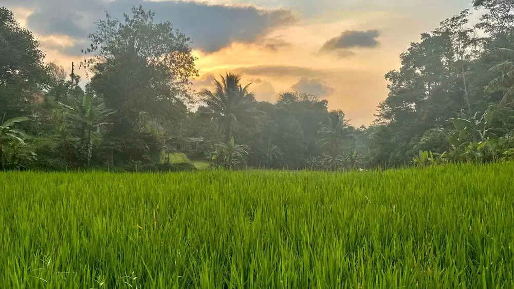 Dijual Murah Tanah Sawah 964 m2 di Perkampungan Bojong Purwakarta