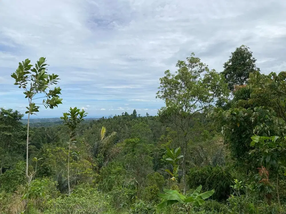 Dijual Murah Tanah Kebun Teh Cengkeh 1464 m2 di Darangdan Purwakarta