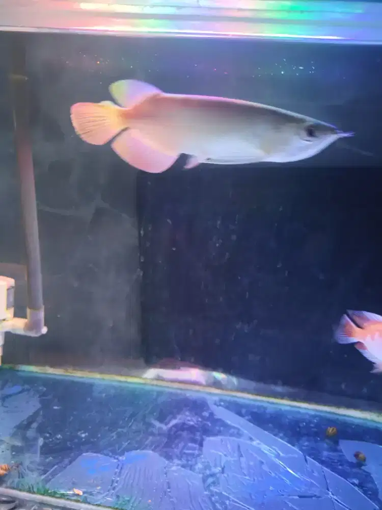 Arwana green pino sertifikat cip tanam