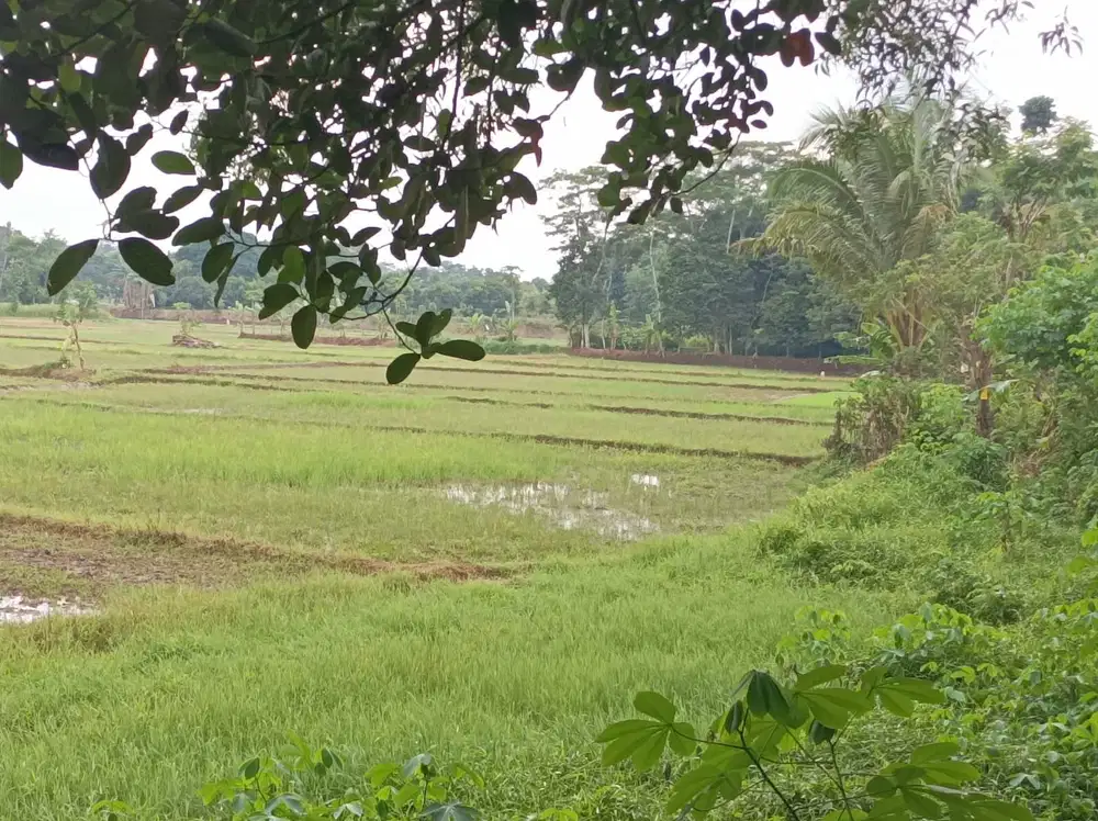 Tanah Murah di Setu Bekasi Dekat Harvest City Untuk Perumahan