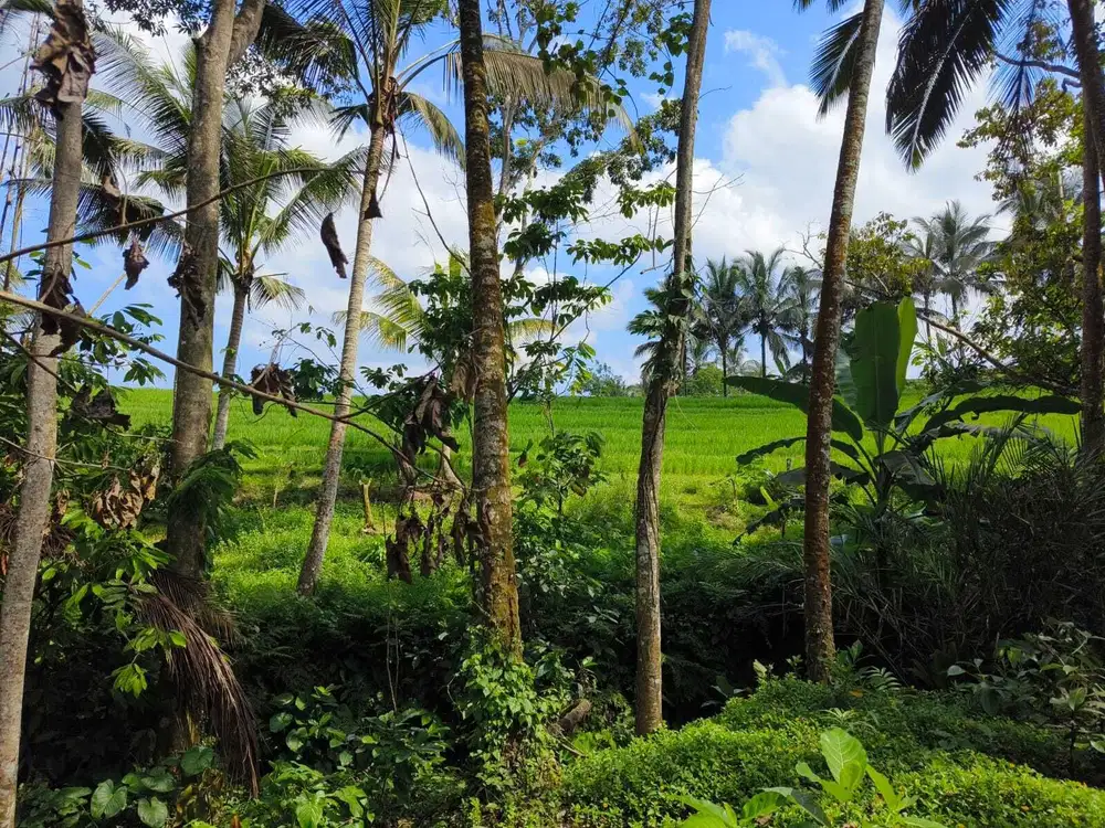 Dijual tanah 9 are view sawah akses jalan hotmix