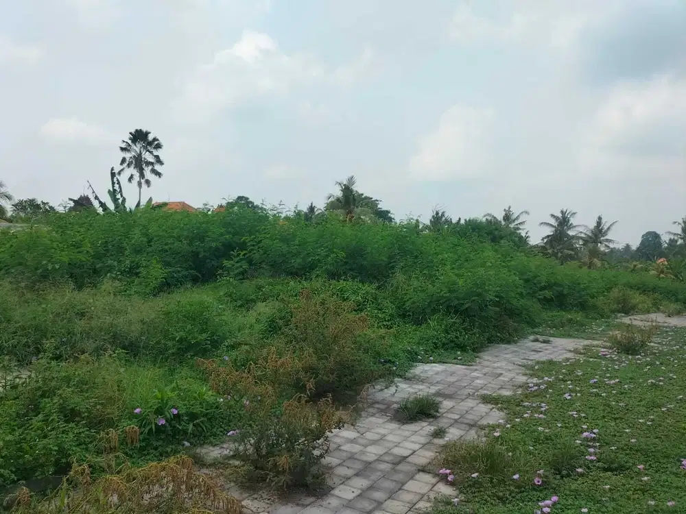 Dijual Tanah di Ubud Kawasan Bisnis