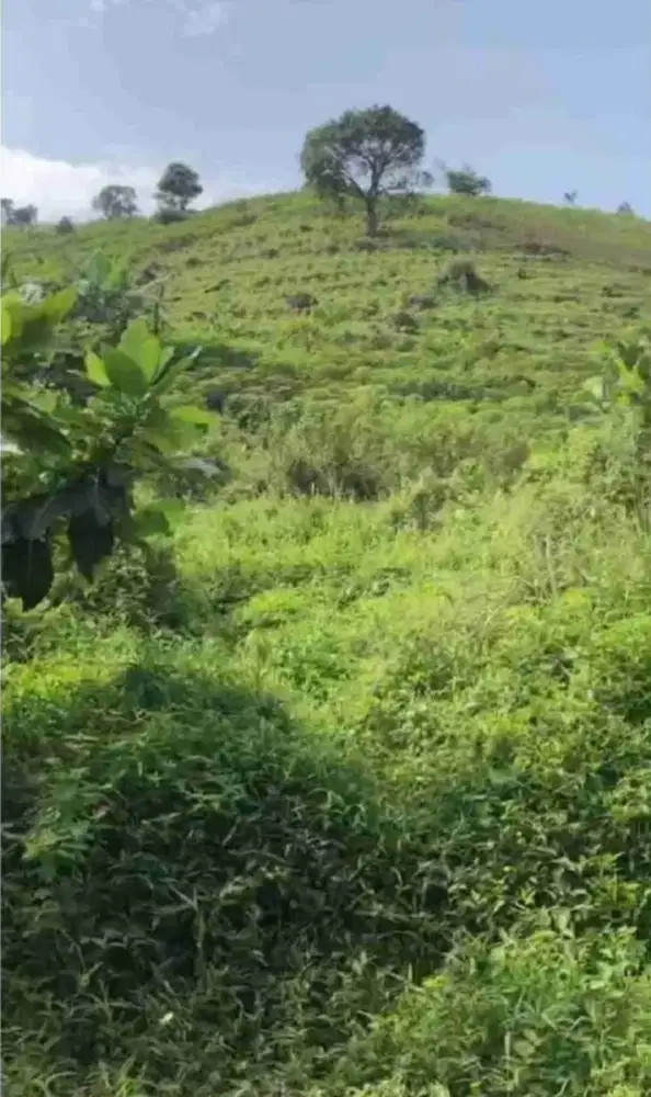 Dijual Tanah di Desa Tangkil, Kecamatan Citeureup, Jawa Barat