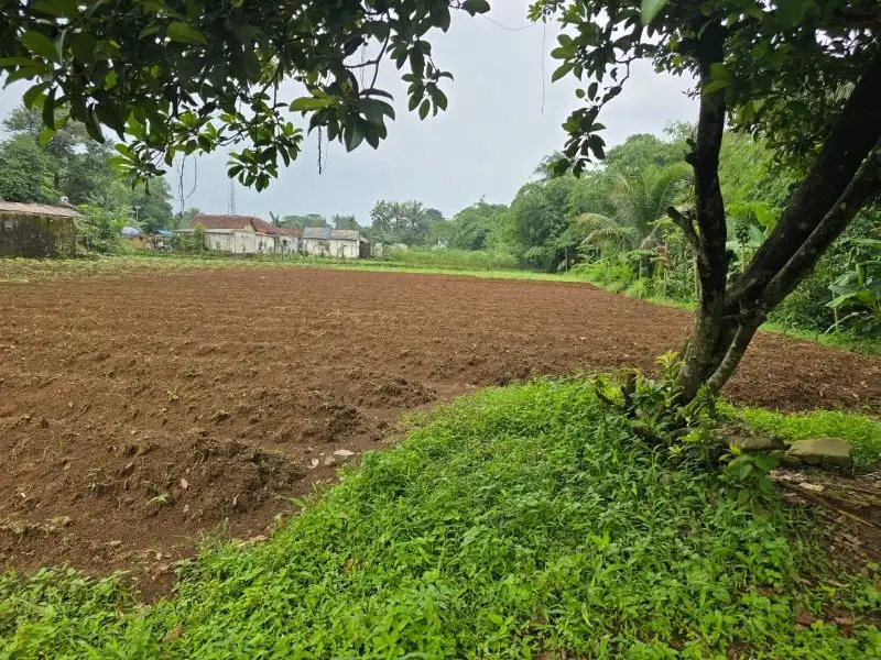 Dijual tanah di Kp Cihideung kecil, Neglasari, Dramaga, Bogor