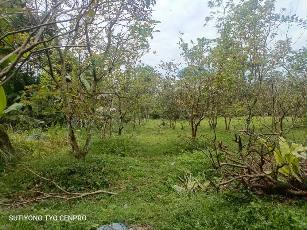 Tanah kebun nuansa pedesaan Limpakuwus Sumbang Banyumas